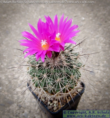 Coryphantha ramillosa