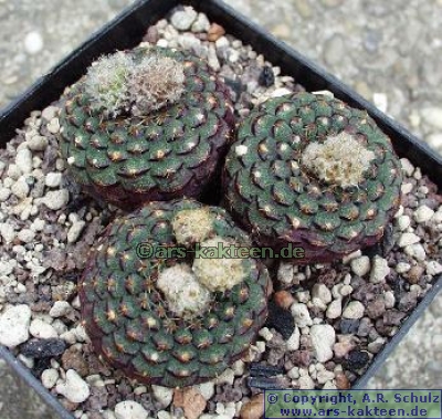 Frailea cataphracta