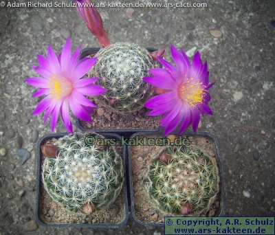 philodendron acutifolium Thaumatophyllum bipinnatifidum (Philodendron 'Selloum'/Lickety Split) –  Botanica