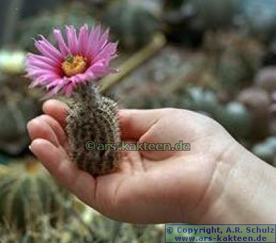 +Echinocereus sp.