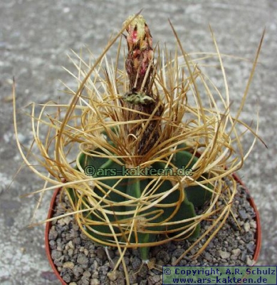 astrophytum super kabuto Astrophytum Asterias cv. 'Super Kabuto V-Type' (36W04) – Next World Exotics main image 1
