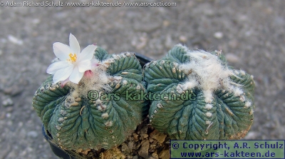 Aztekium ritteri