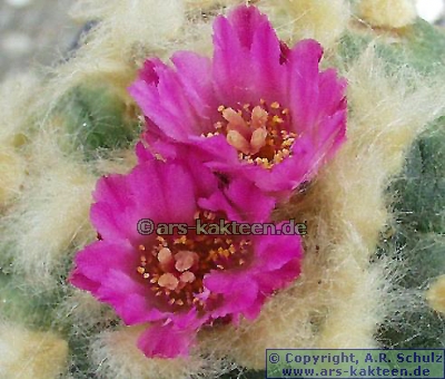 Lophophora jourdaniana
