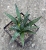 Agave victoria reginae