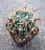 Ancistrocactus (Glandulicactus) crassihamatus