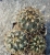 Ancistrocactus scheeri