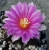 Ariocarpus fissuratus (Bluete)