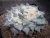 Ariocarpus furfuraceus