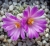 Ariocarpus kotschoubeyanus (Bluete)