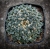 Ariocarpus kotschoubeyanus var.albiflorus