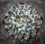 Ariocarpus kotschoubeyanus var.elephantides