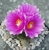 Ariocarpus lloydii (Bluete)