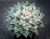 Ariocarpus retusus