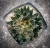 Ariocarpus scapharostrus
