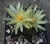 Ariocarpus trigonus (Bluete)