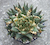 Ariocarpus trigonus