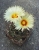 Astrophytum capricorne var.nudum
