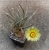 Astrophytum caput medusae