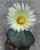 Astrophytum coahuilense Bluete