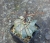 Astrophytum niveum (Bild3)