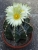 Astrophytum ornatum (Bluete)