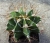 Astrophytum ornatum