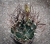 Astrophytum senile