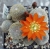 Aylostera (Rebutia) heliosa (Bluete)
