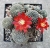 Aylostera (Rebutia) heliosa var.condorensis