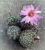Bartschella (Mammillaria) schumannii