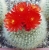 Brasilicactus haselbergii