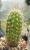 Cleistocactus ariolatus