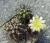 Copiapoa cinerea (Bluete)