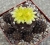 Copiapoa hypogaea