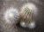 Copiapoa krainziana