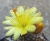 Copiapoa lauii (Bluete)