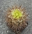 Copiapoa lembckei (Bluete)