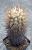 Copiapoa lembckei