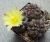 Copiapoa streptocaulon