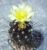 Copiapoa tenuissima