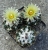 Coryphantha bumamma