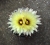 Coryphantha calipensis B