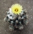 Coryphantha calipensis