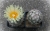 Coryphantha echinus