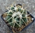 Coryphantha elephantidens