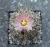 Coryphantha pseudoechinus