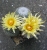 Coryphantha werdermannii