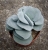 Crassula Morgans Beauty