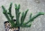 Crassula lycopodioides var.purpusii