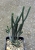 Crassula lycopodioides